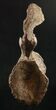 Diplodocus Caudal (Tail) Vertebra - Dana Quarry #10143-6